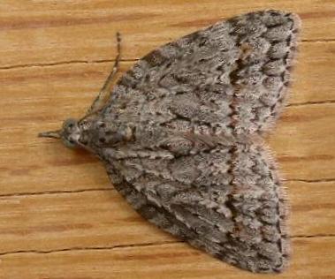 Microdes villosata