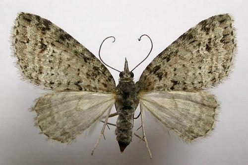 Microdes villosata