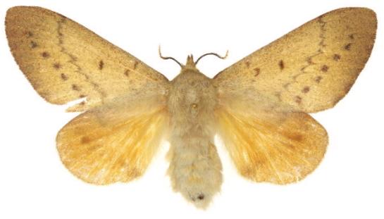 Entometa fervens