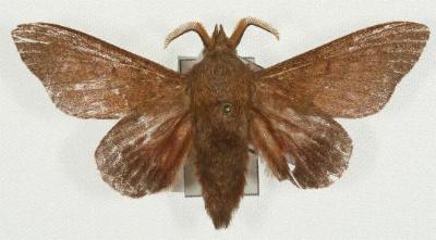 Entometa fervens