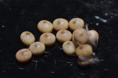 Entometa guttularis