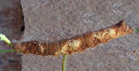 Entometa guttularis