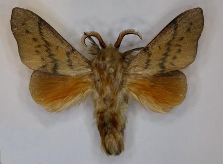 Entometa guttularis