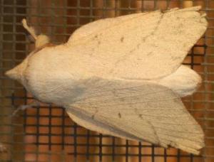Entometa guttularis