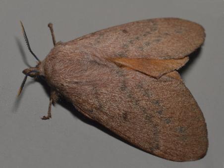 Entometa guttularis