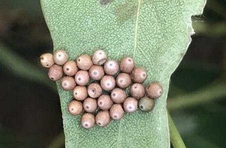 Pinara metaphaea