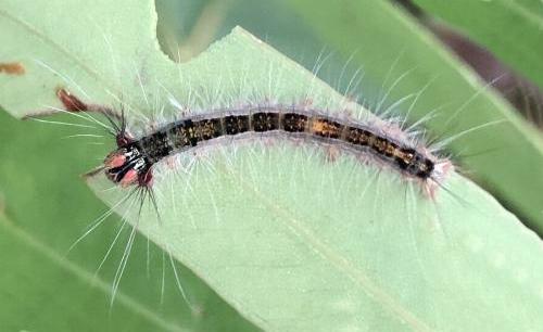 Pinara metaphaea