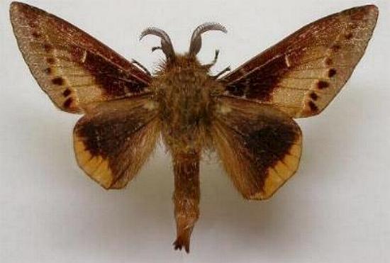 Pinara metaphaea