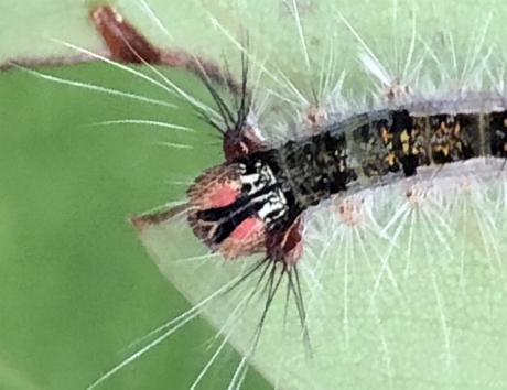 Pinara metaphaea