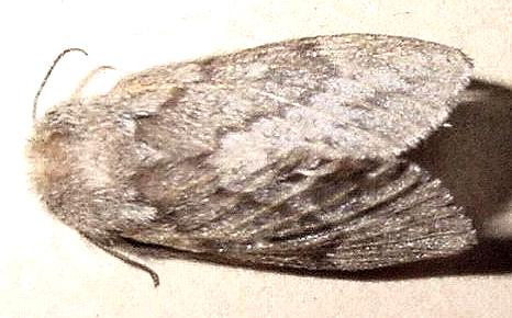 Pernattia pusilla