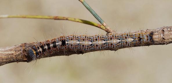 Pernattia pusilla