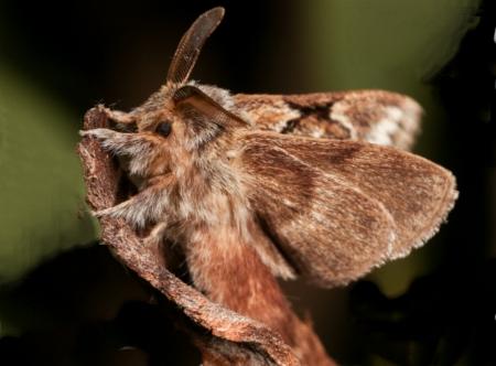 Pernattia pusilla