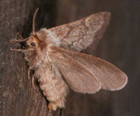 Pernattia pusilla