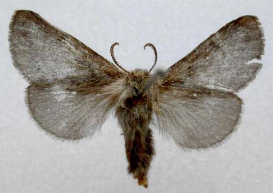 Pernattia pusilla