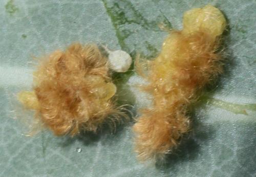 Doratifera casta