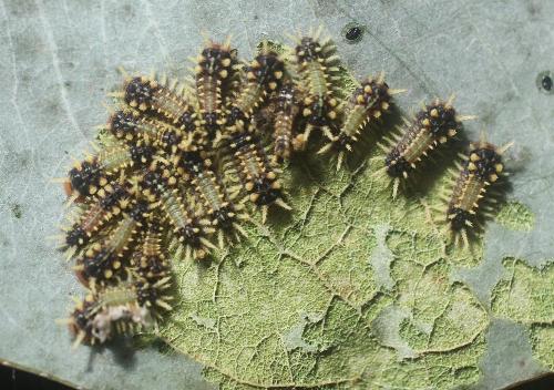 Doratifera casta