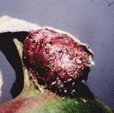 Doratifera casta