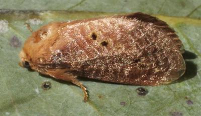 Doratifera casta