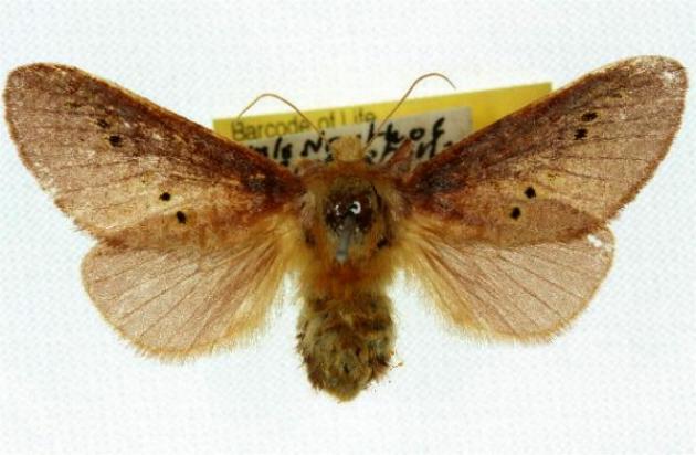 Doratifera casta