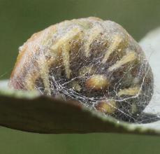 Doratifera casta
