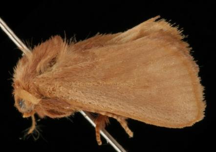 Eloasa perixera