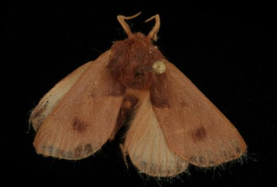 Eloasa perixera