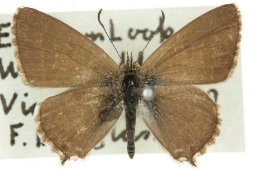 Theclinesthes albocinctus