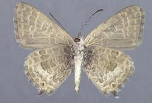 Theclinesthes albocinctus