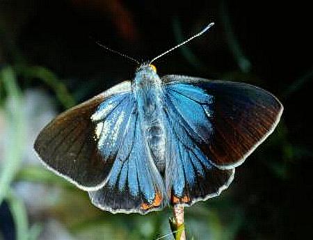 Hypochrysops delicia