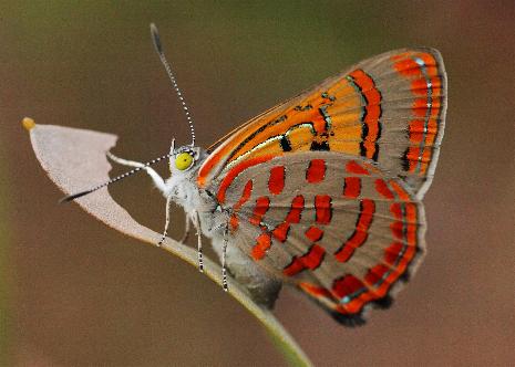 Hypochrysops delicia