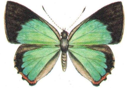 Hypochrysops delicia