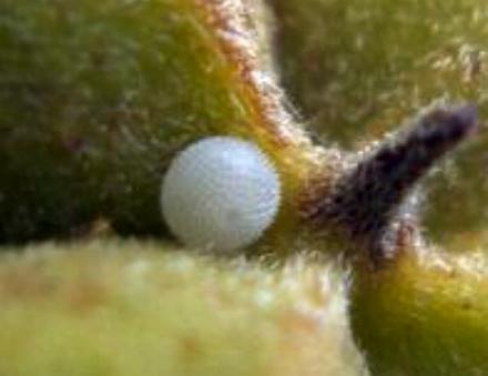 Deudorix diovis