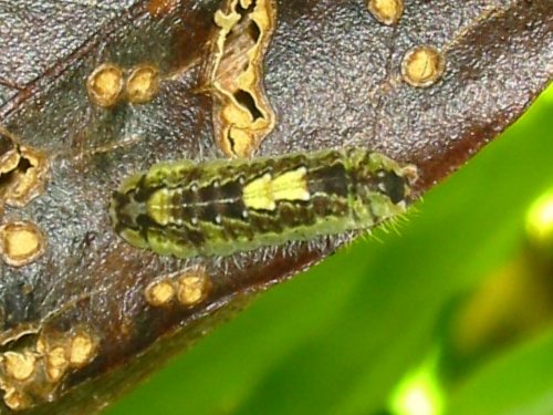 Hypochrysops epicurus