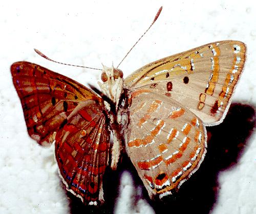 Hypochrysops epicurus