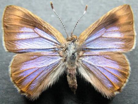 Hypochrysops epicurus