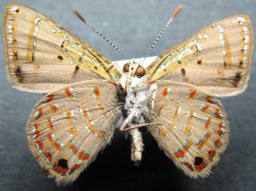 Hypochrysops epicurus