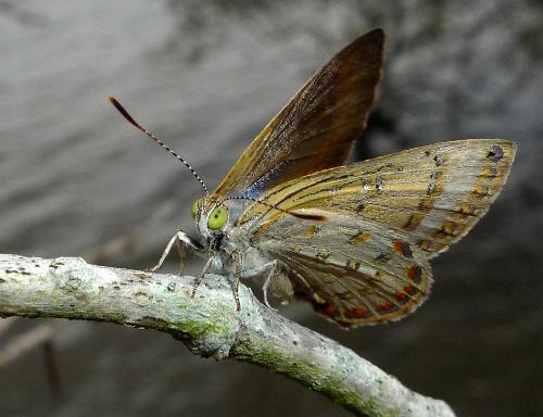Hypochrysops epicurus