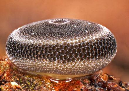 Ogyris genoveva