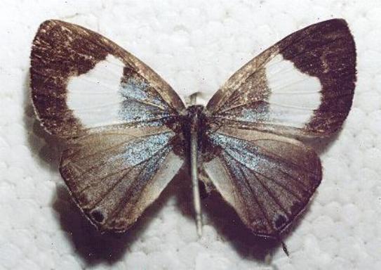 Erysichton lineatus