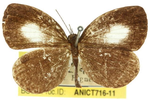 Neopithecops lucifer