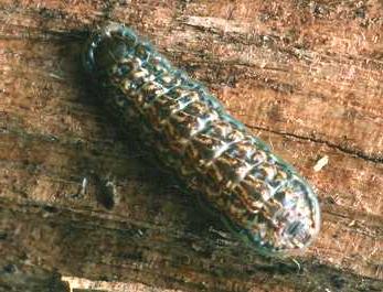 Acrodipsas myrmecophila