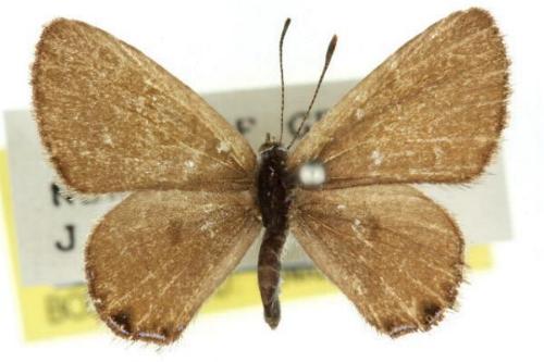 Acrodipsas myrmecophila