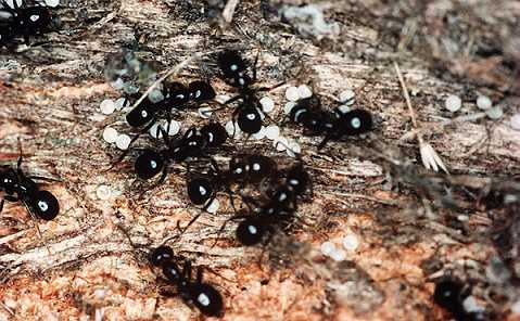 Acrodipsas myrmecophila