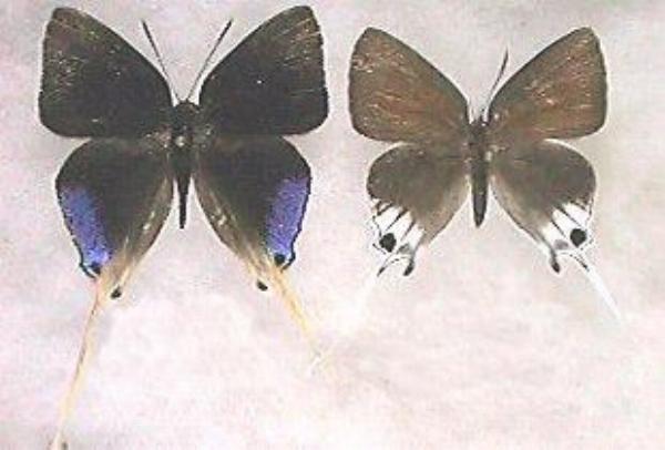 Bindahara phocides
