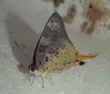 Bindahara phocides
