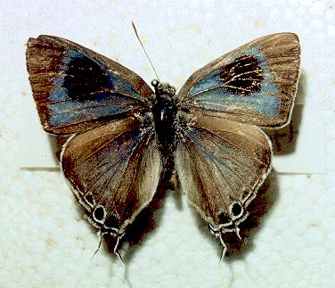Hypolycaena phorbas