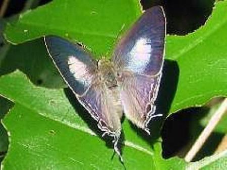 Hypolycaena phorbas