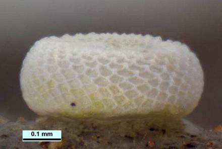 Theclinesthes serpentatus