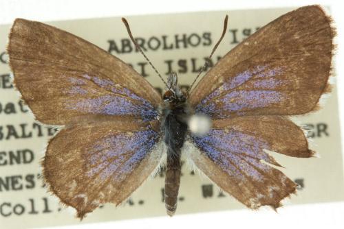Theclinesthes serpentatus