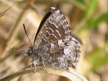 Theclinesthes serpentatus